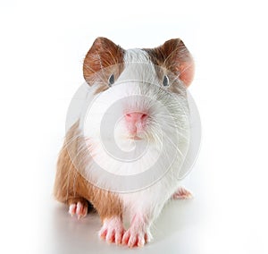 Cute little dutch guinea pig on studio white background. Isolated white pet photo. Sheltie peruvian pigs with symmetric