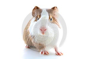Cute little dutch guinea pig on studio white background. Isolated white pet photo. Sheltie peruvian pigs with symmetric pattern. D