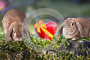 Cute little easter bunnies on grass