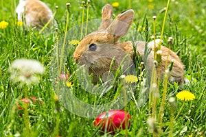 Cute Little Easter Bunny