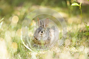 Cute Little Easter Bunny In Grass