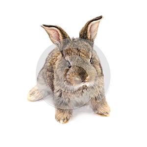 Cute little Easter bunny isolated on white background