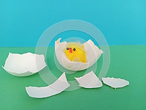 Cute little easter chick hatching on a green and blue background