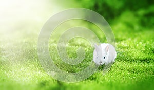 Cute little Easter rabbit in the meadow. Green grass under the sunbeams.