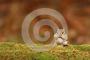 Cute Little Eastern Chipmunk with acorns and Full cheek pouches in Fall photo