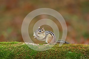 Cute Little Eastern Chipmunk Eating Peanuts with Full cheek pouches in Fall photo