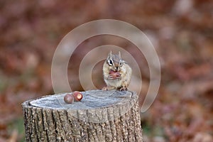 Cute Little Eastern Chipmunk in Fall Holding an Acorn