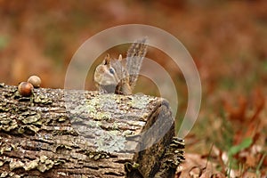 Cute Little Eastern Chipmunk with Full cheek pouches in Fall
