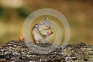 Cute Little Eastern Chipmunk Sitting on a Log in Fall Holding an Acorn