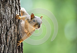 Cute little Eastern Fox squirrel peeking out from behind a tree