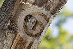 Cute little eastern screech owl sticking head out of nest hole in tree stump in Central Florida