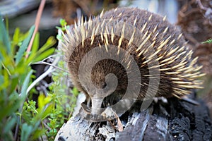Cute little Echidna looking for his lunch