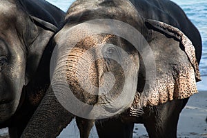 Cute little elephants at the beach