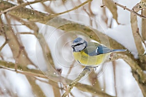 Cute little Eurasian Blue Tit bird in blue yellow sitting on tree branch all alone while snowing