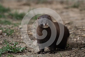 Cute little European mink in Madrid