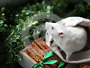 Cute little fancy pet mouse with festive baked cookies and satin ribbon bow in front of green grass and leaves backgroung with cop