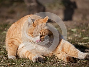 A cute fat cat just recover from a nap.