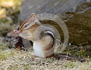 Cute little female chipmunk