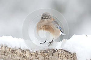 Cute little female Eastern Bluebird perching on a snow covered branch in winter