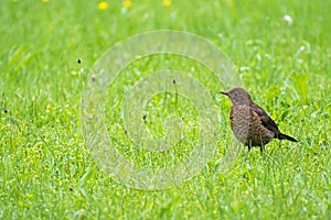 Cute little female Eurasian Blackbird, Juvenile Common Blackbird