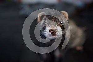 Cute little ferret facing the camera photo