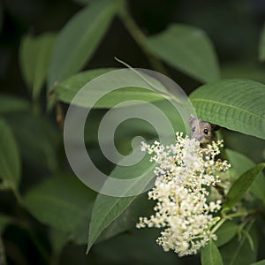 Cute little field or door mouse Apodemus Sylvaticus in Summer fl