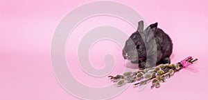 Cute little fluffy bunny sits near willow branches. Black rabbit on a pink background. The concept of the holiday is Easter.