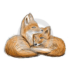 cute little foxes cuddled- illustration on white background