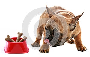 Cute little French bulldog puppy with dog food bones