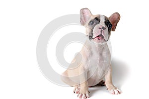 Cute little French bulldog sitting isolated