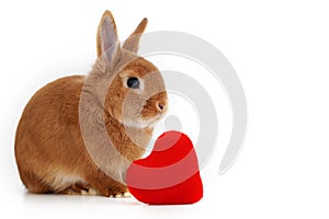 Cute little ginger decorative bunny,rabbit in profile on white background near red soft plush heart,isolated. Copy space