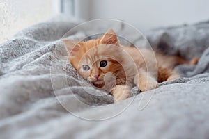 Cute little ginger kitten with amber eyes relaxing closeup