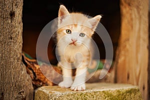 Cute little ginger kitten close up portrait in his wooden house