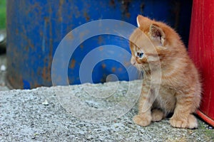 Cute little ginger kitten sitting and looking to the left.  Stray kitten outdoor. Animals, animals day, pets concept.