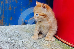 Cute little ginger kitten sitting and looking to the left. Stray kitten outdoors. Animals, animals day concept.