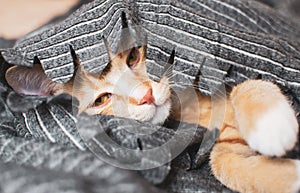 Cute little ginger kitten sleeping in gray blanket