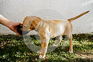 Cute little ginger puppy eats from a bowl. A man`s hand holds a bowl against a white wall. Copy space