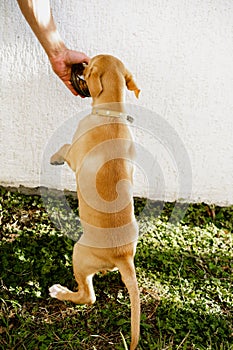 Cute little ginger puppy eats from a bowl. A man`s hand holds a bowl against a white wall. Copy space
