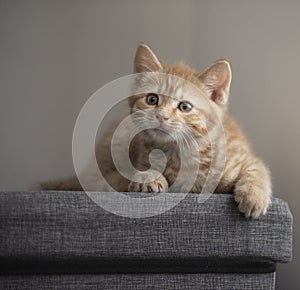 Cute little ginger tom cat kitten