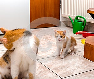 Cute little ginger-white kitten licking lips and looking at mother-cat
