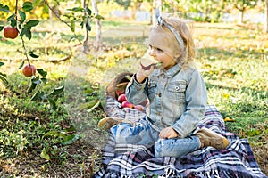 Cute little girl child eating ripe organic red apple in the Apple Orchard with a basket of apples in autumn. Fair curly haired