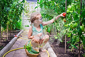 Cute little girl collects crop cucumbers and