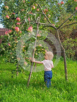 Cute little girl collects and eats apples from an apple tree on a background of green grass on a sunny day