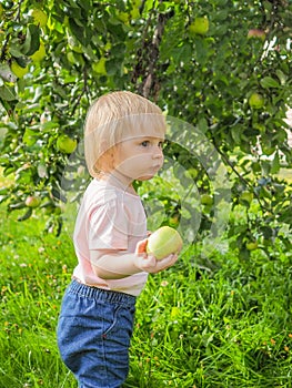 Cute little girl collects and eats apples from an apple tree on a background of green grass on a sunny day