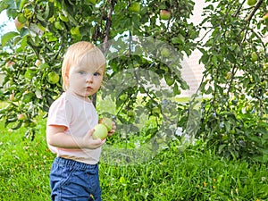 Cute little girl collects and eats apples from an apple tree on a background of green grass on a sunny day