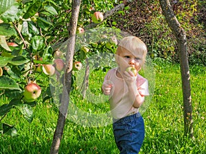 Cute little girl collects and eats apples from an apple tree on a background of green grass on a sunny day