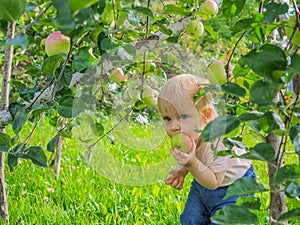 Cute little girl collects and eats apples from an apple tree on a background of green grass on a sunny day