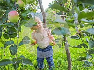 Cute little girl collects and eats apples from an apple tree on a background of green grass on a sunny day