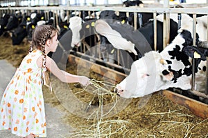 Cute little girl in dress gives hay for cow in