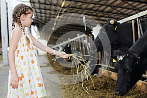 Cute little girl in dress gives hay for cow in